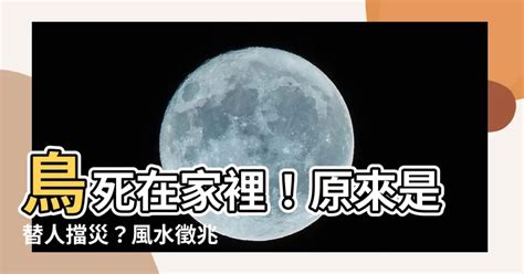 鳥死在家裡|【小鳥死在門口】小鳥死在門口！風水徵兆大解析，竟替人擋災？